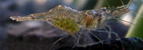 Ghost Shrimp | Care & Breeding - AqauriumInfo