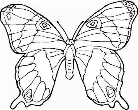 Butterfly Drawing Images With Colour For Kids