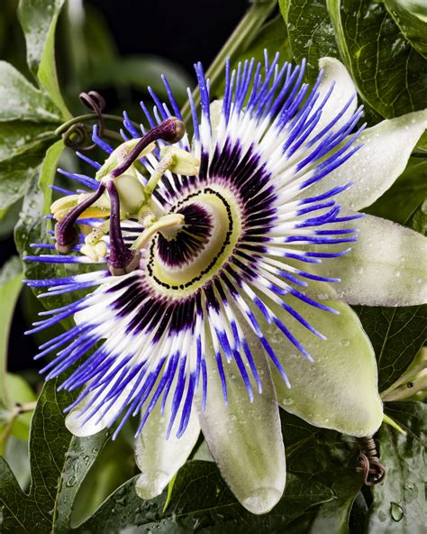 Passiflora caerulea, Blue Passion Flower Vine | PlantVine