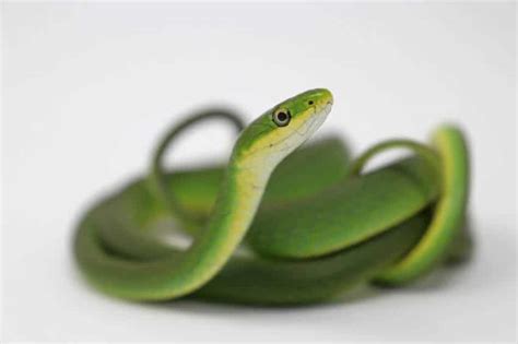 Rough Green Snake Care: Diet, Size, Habitat & More!