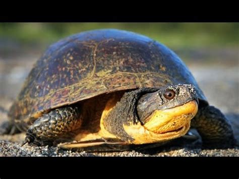 The Blanding's Turtle: Ontario Wildlife Video Series - YouTube