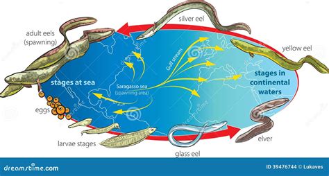 Eels Stock Illustration - Image: 39476744