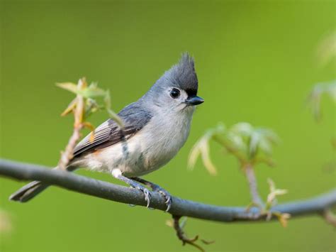 What Do Tufted Titmouse Eat? (Diet + Behavior) | Birdfact