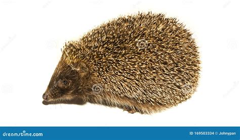 Hedgehog Animal with Spikes Isolated Stock Photo - Image of studio, hedgehog: 169503334