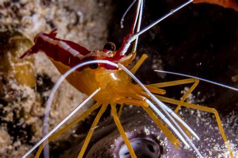 Pacific Cleaner Shrimp-Facts Photographs and Video | Seaunseen