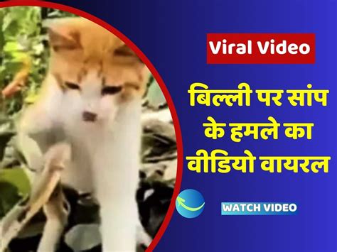 Cat Snake Fight Video of snake attack on cat goes viral | Cat Snake Fight Video: बिल्ली पर सांप ...