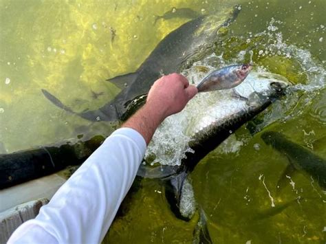 Florida Fishing: How to Find the Best Guide for the Perfect Catch ...