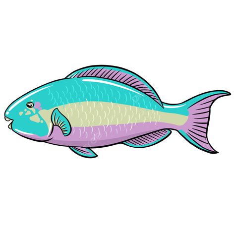 Queen Parrotfish Fishes