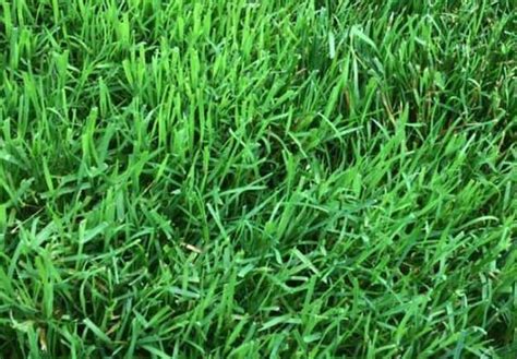 8 Best Grass That Grows in Shade (Tips Included) | CrabgrassLawn