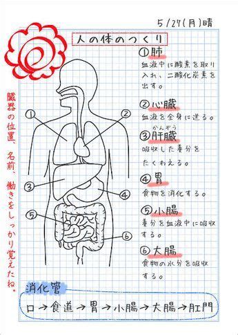 人の体のつくり-臓器の名前と働き | 家庭学習レシピ | 学習ノート, 学習, 小学校 理科