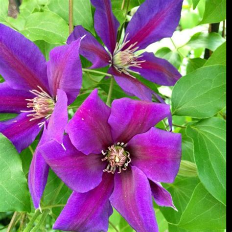 Clematis, I don't know the variety :( Clematis Vine, Twining, Climbing Roses, Ground Cover ...