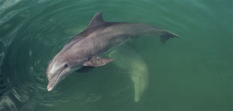 The Tricky Hunting Tactics of Dolphins | Hakai Magazine