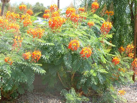 Plants, Bush with Red, Orange and Yellow Flowers in Arizona – Red Bird of Paradise, Caesalpinia ...