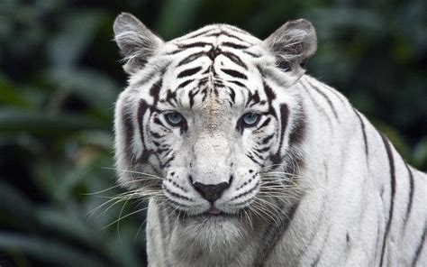 White Tiger Wallpapers - Wallpaper Cave