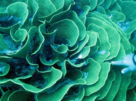 33 best images about coral-lighting on Pinterest | Cabbages, Close up and Macro shots