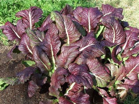 Japanese Giant Red Mustard Greens Seeds Organic Non GMO USA | Etsy