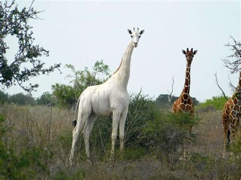 Poachers Kill Rare White Giraffe