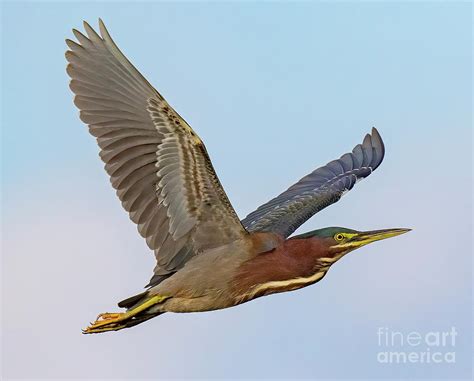 Green heron Flight Photograph by Dale Erickson - Pixels