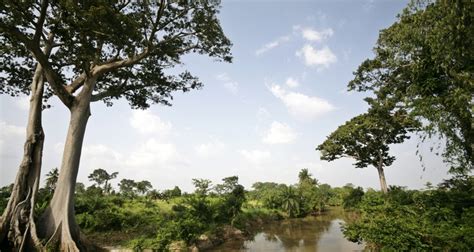 List of african rainforest plants