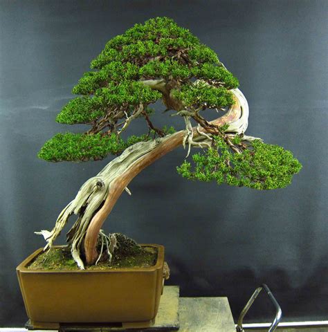 Shimpaku Juniper | Bonsai trees for sale, Bonsai for sale, Bonsai tree types