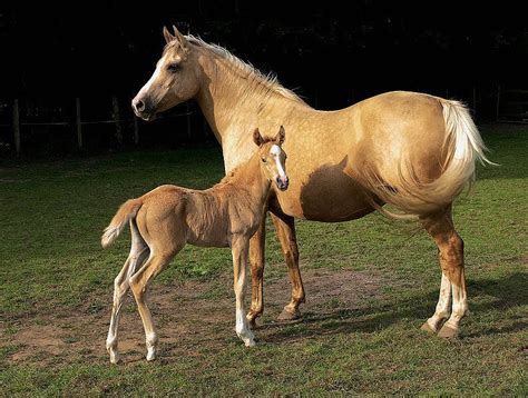 All About Horses: Colors of the horse: palomino