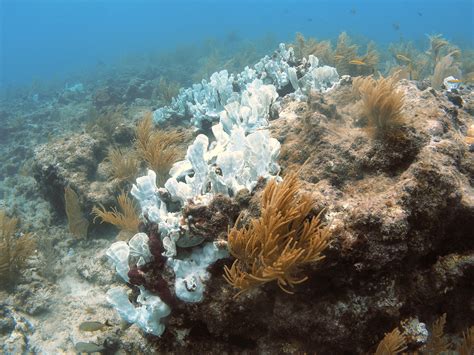 Coral Bleaching Effects