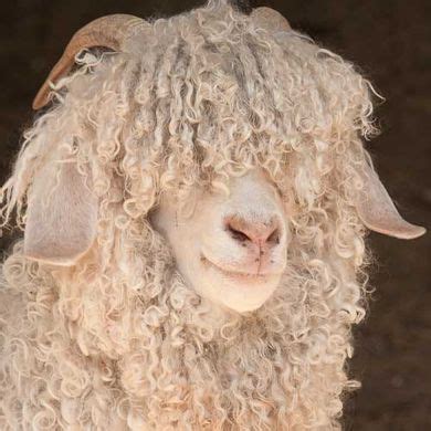 mohair, goat, natural, wool | Angora goats, Goats, Wool animals