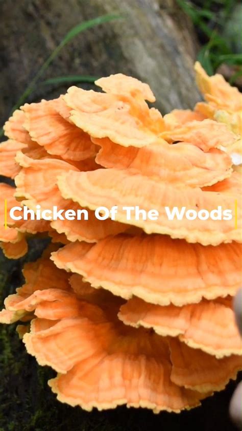 🍄 Chicken Of The Woods: A Wild Edible Mushroom That Taste Like Chicken ...