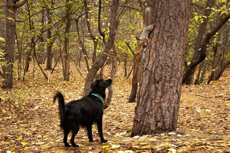 Why Do Dogs Chase Squirrels? - Newsweek