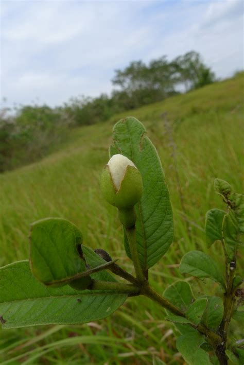 Guava facts and health benefits