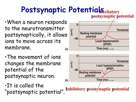 PPT - Chapter 10 Physiology of Nervous System PowerPoint Presentation ...