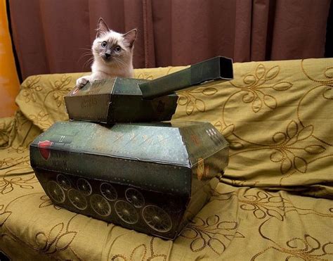 Cats at war | Cats, War, Funny