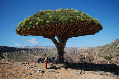 Dragon-Blood Tree | Socotra Island | Philipp Medicus | Flickr