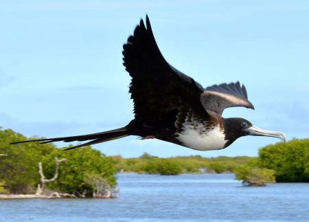 Magnificant frigate bird 856174-Magnificent frigatebird