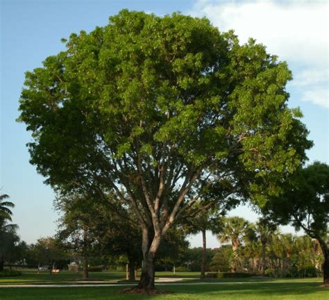 Dalbergia Sissoo – shisham jacaranda, sheesham wood, shisham wood, indian rosewood – Quinta dos ...