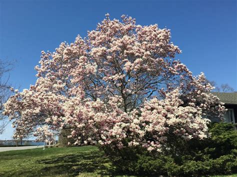 Tree of the Month: Saucer Magnolia - Shelter Island Friends of Trees