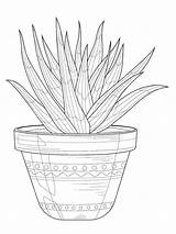 Succulent coloring Pages sketch template