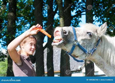 Hungry Funny Horse Eating Yummy Carrot! Stock Photo - Image of livestock, friends: 109286740