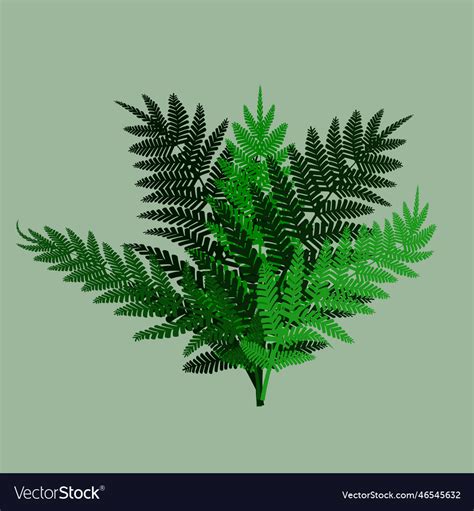 Green fern background Royalty Free Vector Image