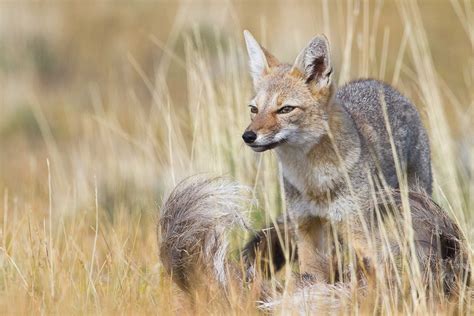 The Ultimate Natural History Highlights Tour of Chile - Reef and Rainforest Tours