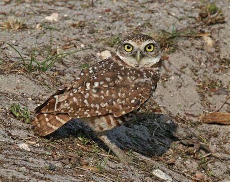 File:Burrowing Owl Florida.jpg - Wikipedia, the free encyclopedia