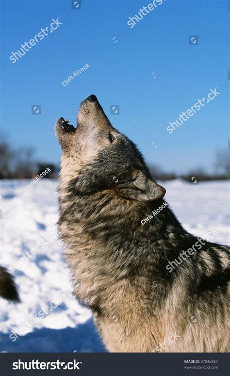 Timber Wolf Howl Stock Photo 37046887 : Shutterstock