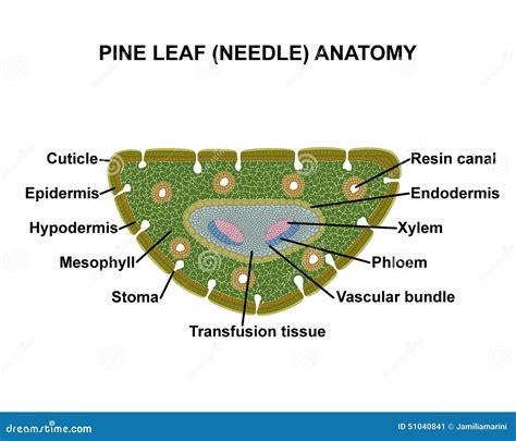 Pine leaf (needle) anatomy stock illustration. Illustration of biology ...