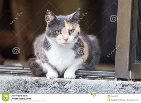 Calico cat stock image. Image of soft, concern, grooming - 64609511 ...