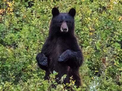 Black Bear Hibernation - Galena Creek Visitor Center