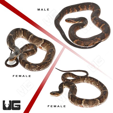 Broad Banded Water Snake For Sale - Underground Reptiles