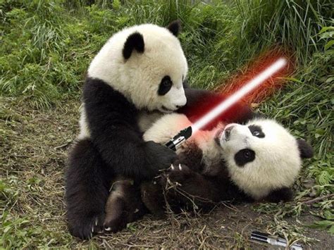 >>The Power of the Panda