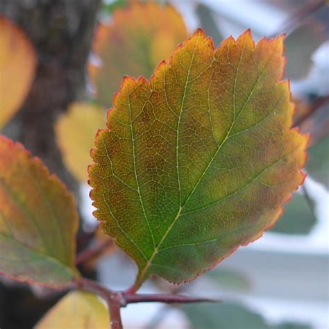 Fagus Grandifolia | Bonsai Earth