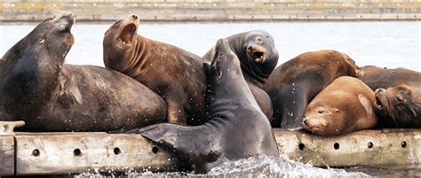 Shot sea lions wash up in Puget Sound - The Wildlife Society