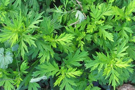 Herb focus: Mugwort - a herb for dreaming | Cosmic Pineapple